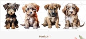 Perritos 1